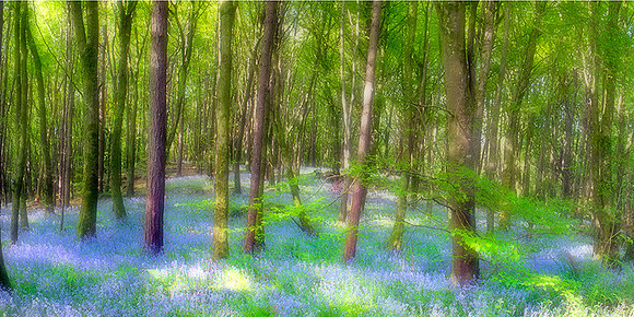 Bluebells