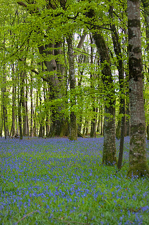The Bluebells